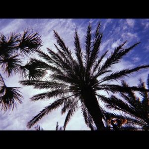 Meet your Posher, Shyanne